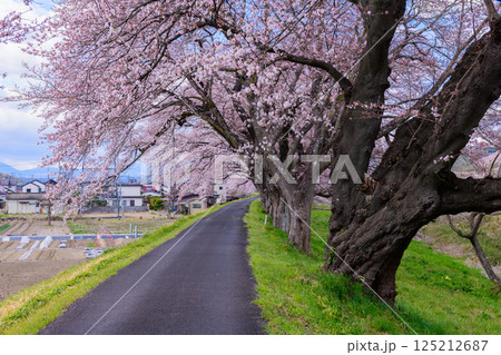 一目千本桜　宮城県　大河原町 125212687