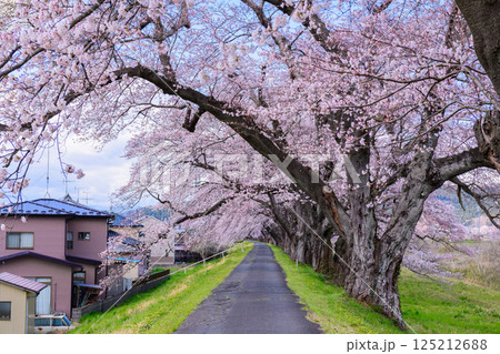 一目千本桜 宮城県 大河原町 一目千本桜 宮城県 大河原町 125212688