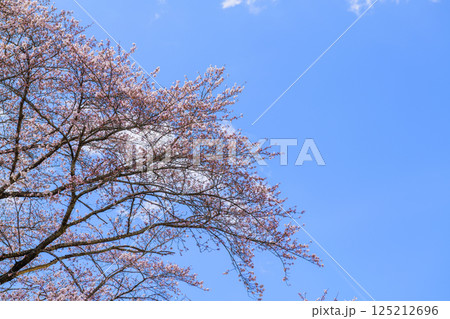 一目千本桜　宮城県　大河原町 125212696