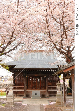 武蔵府中熊野神社の桜 武蔵府中熊野神社の桜 125212707
