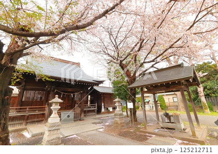 武蔵府中熊野神社の桜 武蔵府中熊野神社の桜 125212711