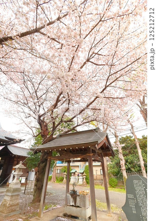 武蔵府中熊野神社の桜 125212712