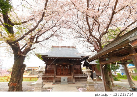 武蔵府中熊野神社の桜 125212714