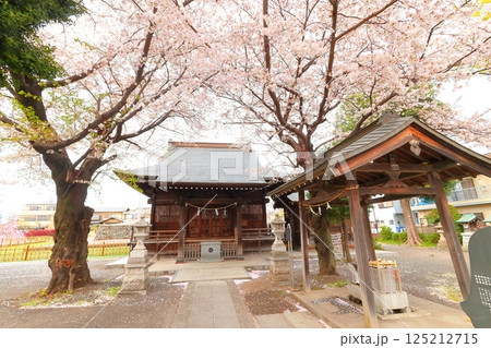 武蔵府中熊野神社の桜 125212715