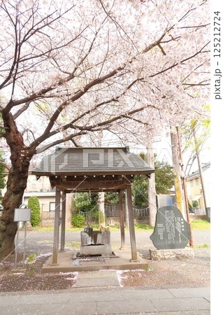 武蔵府中熊野神社の桜 125212724