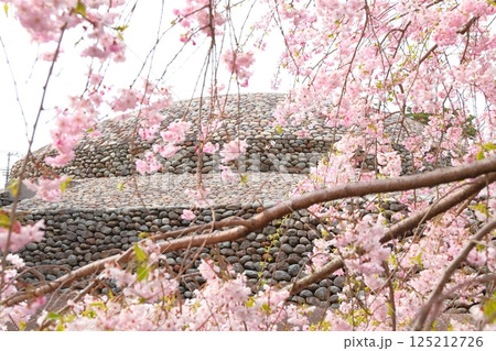 武蔵府中熊野神社の桜 125212726