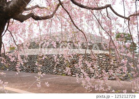 武蔵府中熊野神社の桜 武蔵府中熊野神社の桜 125212729