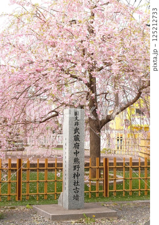 武蔵府中熊野神社の桜 125212733