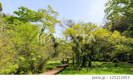 小網代の森の初夏 125212953