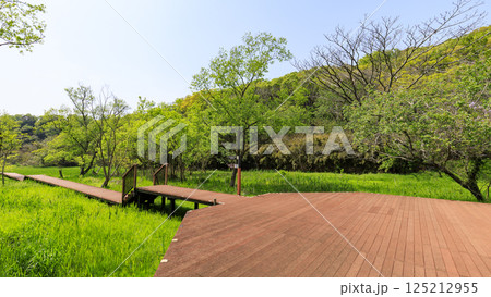 小網代の森の初夏 125212955