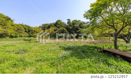 小網代の森の初夏 125212957