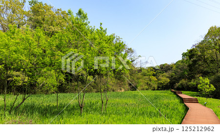 小網代の森の初夏 小網代の森の初夏 125212962