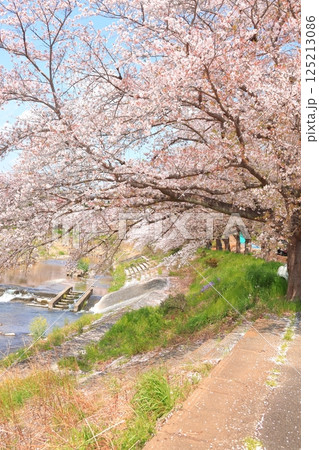 川沿いに咲く桜 あきる野市 川沿いに咲く桜 あきる野市 125213086