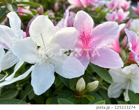 写真素材:花 ツツジ ピンク 白 写真素材:花 ツツジ ピンク 白 125213274