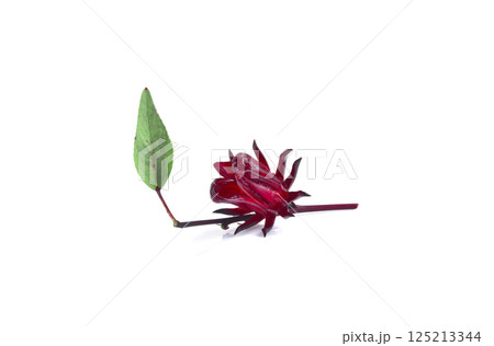 Roselle Hibiscus sabdariffa red fruit flower on white background. 125213344