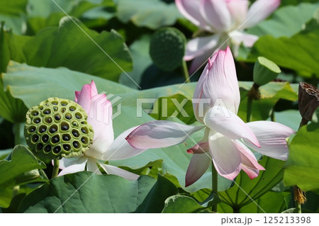 咲き誇る固有種の篠山城ハスー六 125213398