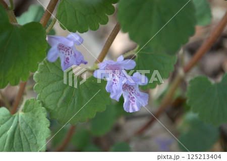 カキドオシの花 カキドオシの花 125213404