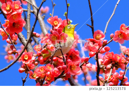 ボケとメジロ ボケとメジロ 125213578