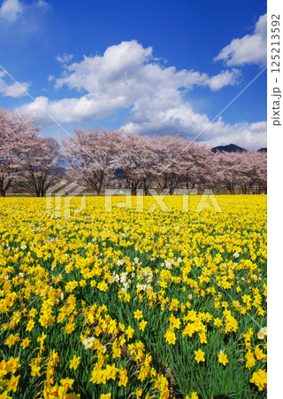 岩井親水公園 桜と水仙 岩井親水公園 桜と水仙 125213592