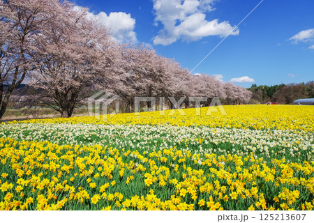 岩井親水公園 桜と水仙 岩井親水公園 桜と水仙 125213607