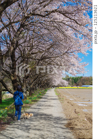 岩井親水公園 桜と水仙 岩井親水公園 桜と水仙 125213621