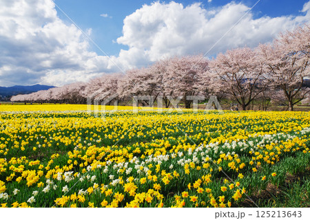 岩井親水公園 桜と水仙 岩井親水公園 桜と水仙 125213643
