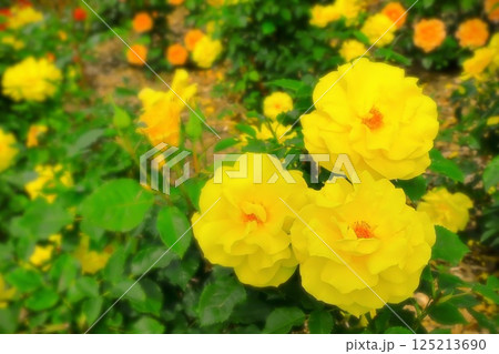 カラフルな花畑の華やかな黄色の薔薇 カラフルな花畑の華やかな黄色の薔薇 125213690