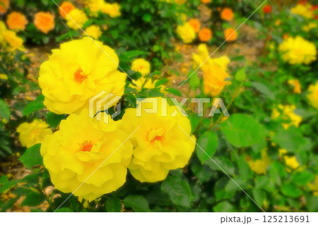 カラフルな花畑の華やかな黄色の薔薇 125213691