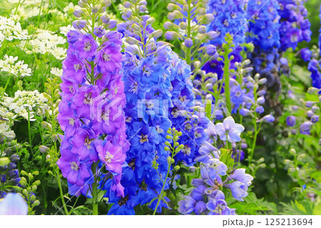 爽やかなディルフィニウムとオルラヤの群生 爽やかなディルフィニウムとオルラヤの群生 125213694