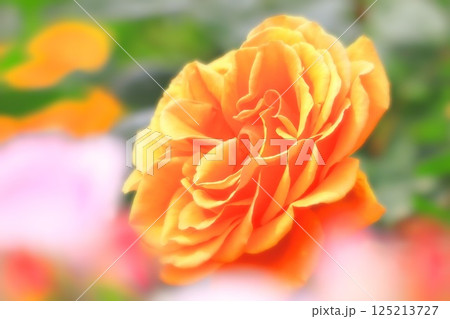 鮮やかなオレンジ色の薔薇の花 鮮やかなオレンジ色の薔薇の花 125213727