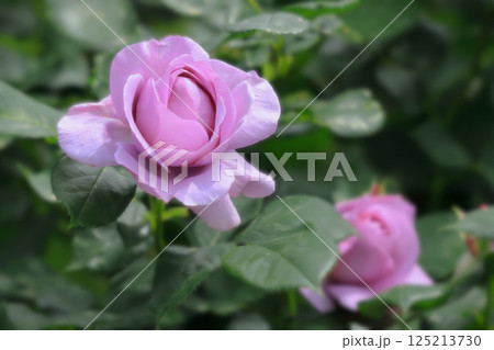 紫色の美しい薔薇の花 125213730