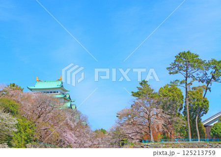 愛知県名古屋市、満開の桜と名古屋城の風景 愛知県名古屋市、満開の桜と名古屋城の風景 125213759