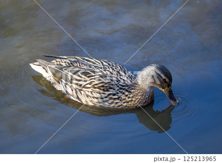 Female Mallard Dipping Beak in Calm Water Female Mallard Dipping Beak in Calm Water 125213965