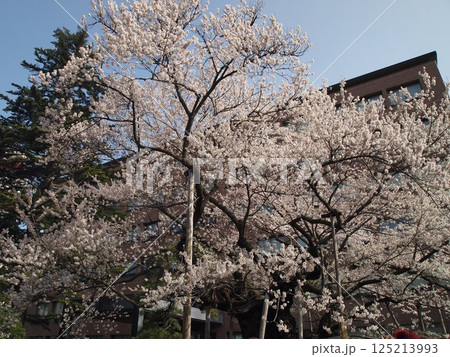 石割桜(盛岡市、2025年撮影) 石割桜(盛岡市、2025年撮影) 125213993