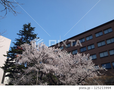 石割桜(盛岡市、2025年撮影) 石割桜(盛岡市、2025年撮影) 125213994