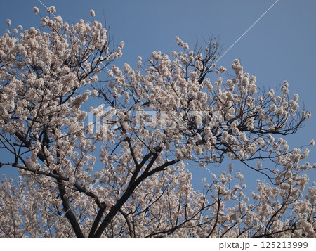 石割桜(盛岡市、2025年撮影) 石割桜(盛岡市、2025年撮影) 125213999
