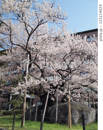 石割桜(盛岡市、2025年撮影) 石割桜(盛岡市、2025年撮影) 125214024