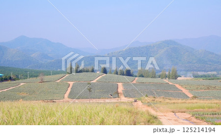 field with mountain field with mountain 125214194