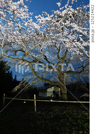 槍沢のしだれ桜ライトアップ 125214422