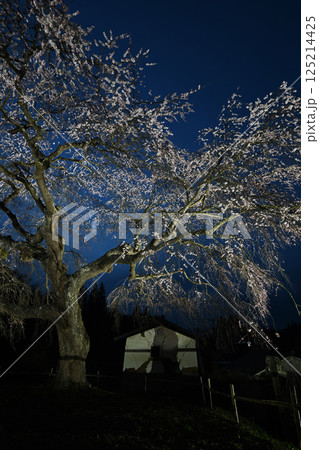 槍沢のしだれ桜ライトアップ 125214425