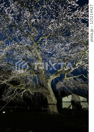 槍沢のしだれ桜ライトアップ 125214427