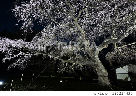 槍沢のしだれ桜ライトアップ 125214439
