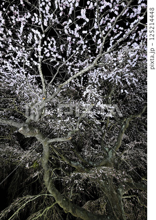 槍沢のしだれ桜ライトアップ 125214448