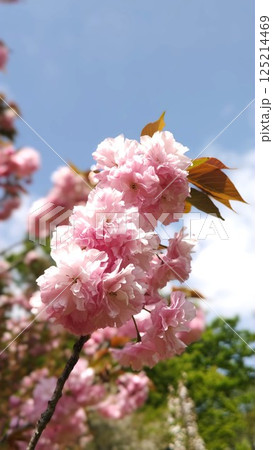青空に映える桜　きれい　春　晴天　ピンク　 125214469