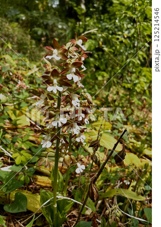 野生のエビネ 125214546