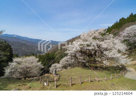 樹齢1000年 樽見の大桜 兵庫県 樹齢1000年 樽見の大桜 兵庫県 125214604