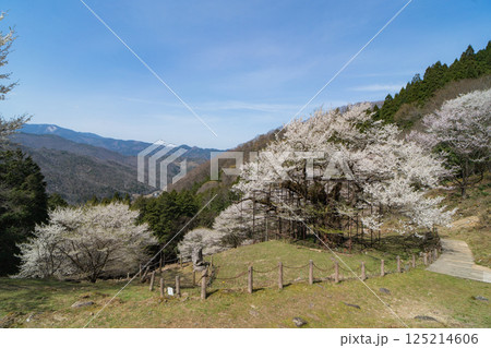樹齢1000年 樽見の大桜 兵庫県 樹齢1000年 樽見の大桜 兵庫県 125214606
