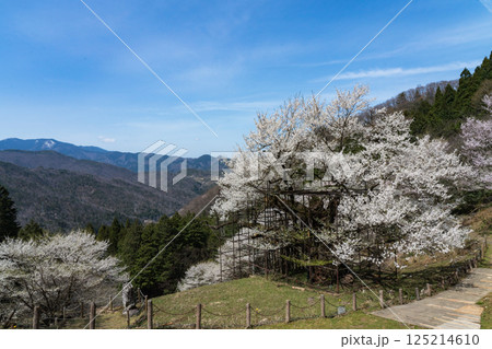 樹齢1000年 樽見の大桜 兵庫県 125214610