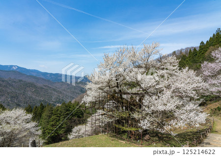 樹齢1000年 樽見の大桜 兵庫県 125214622