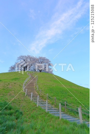 さきたま古墳公園の桜 さきたま古墳公園の桜 125215088